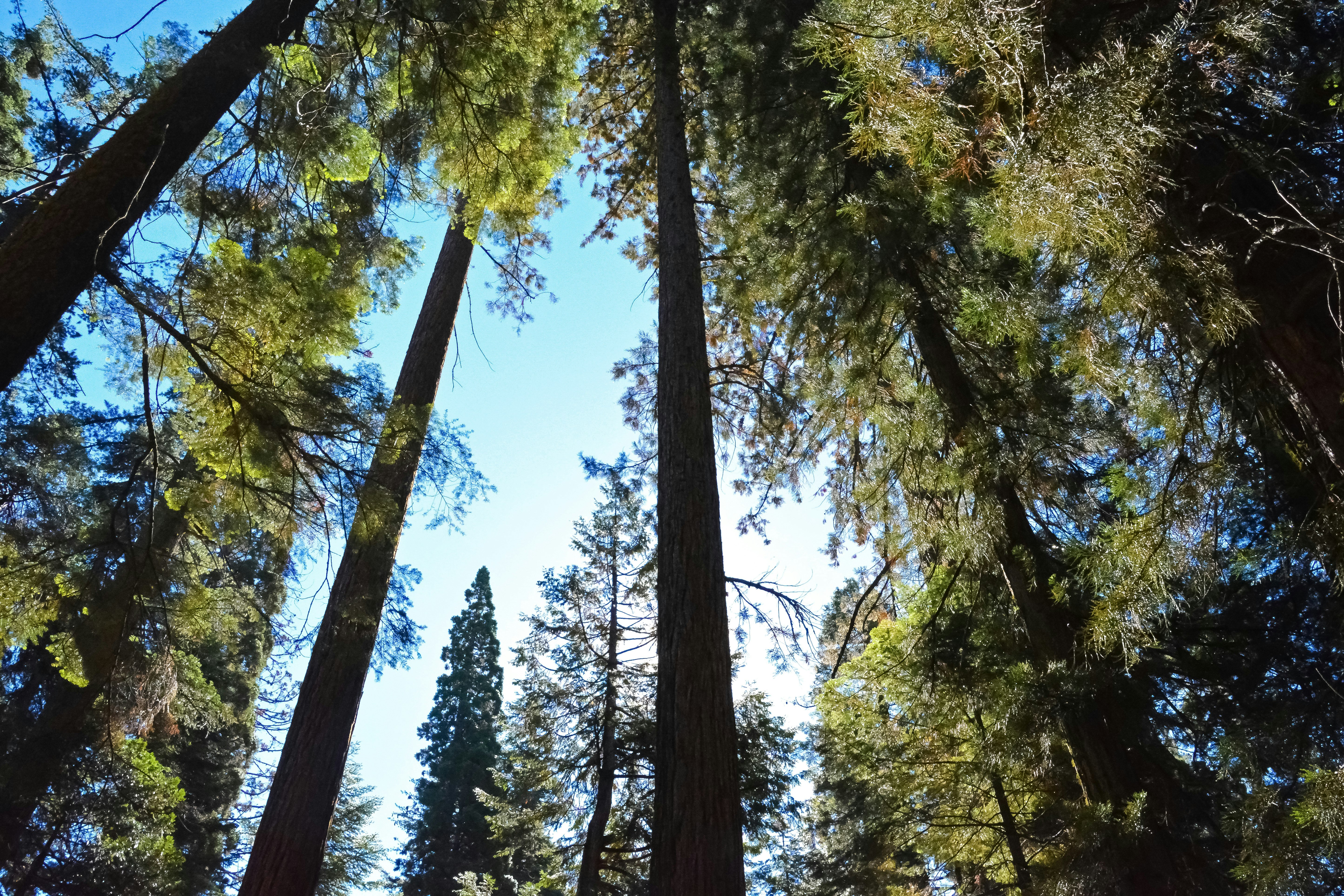 green and brown trees during daytime